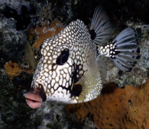 Smooth Trunkfish of Key West